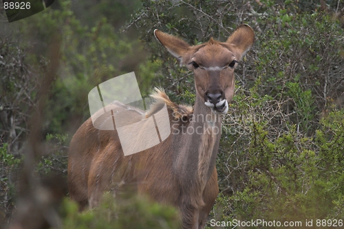 Image of Feeding Female Kudu