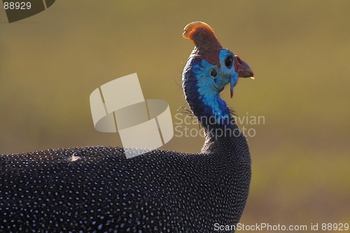 Image of Guineafowl