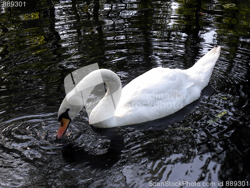 Image of Mute swan