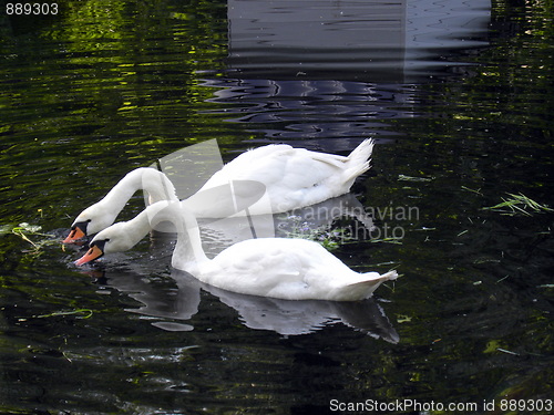 Image of Two mute swans