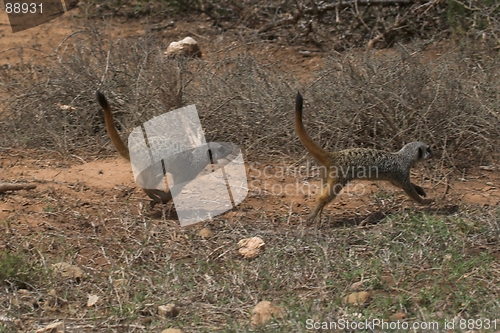 Image of Meerkat Running