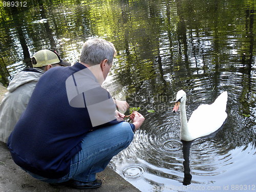 Image of Mute swan makes a living from hands