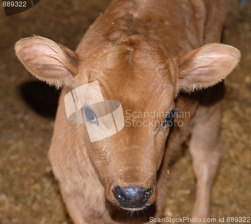 Image of Young Calf