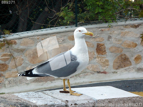 Image of Great albatross in Cannes