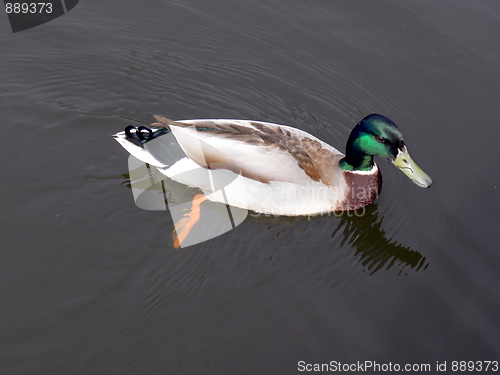 Image of Mallard (Wild duck) in Charlottenburg
