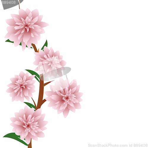 Image of Pink flowers