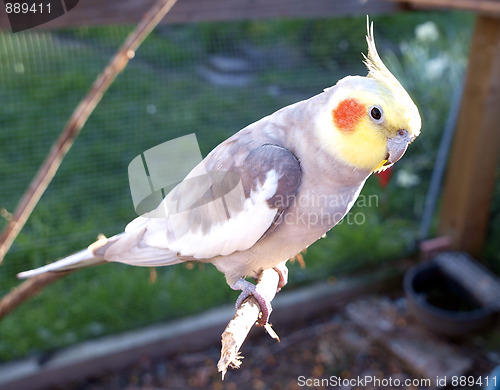 Image of Cockatiel