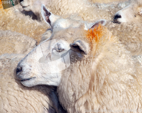 Image of Ewe