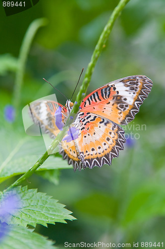 Image of Butterfly