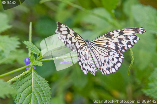 Image of Butterfly