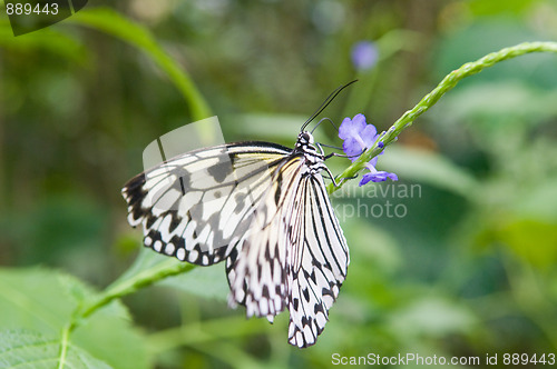 Image of Butterfly