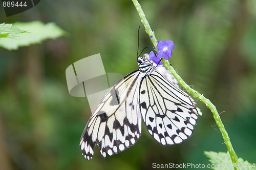 Image of Butterfly