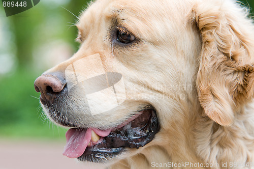 Image of Golden Retriever