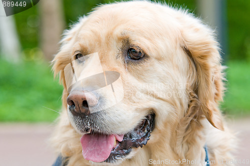 Image of Golden Retriever