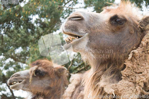 Image of Two camels