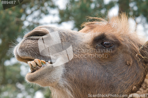 Image of Camel's Head