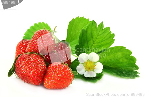 Image of Strawberries