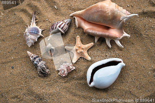 Image of shells