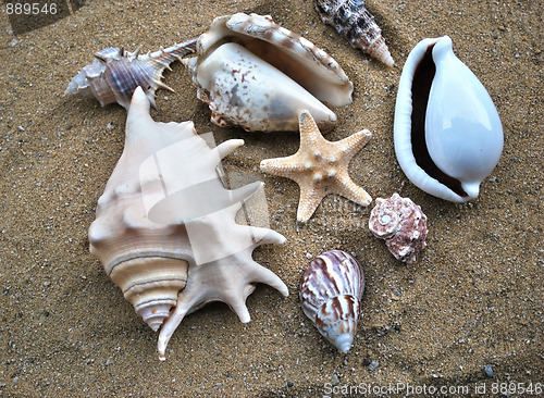 Image of shells