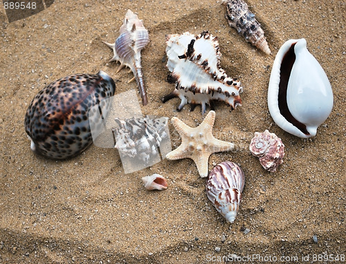 Image of shells