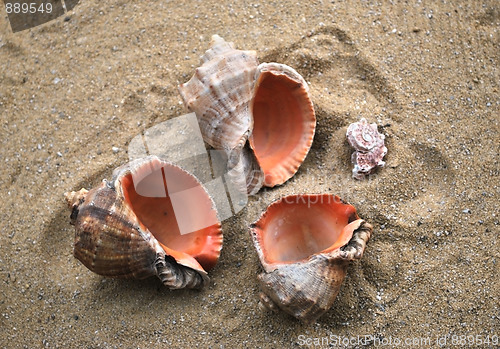 Image of shells