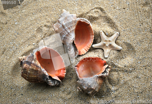 Image of shells