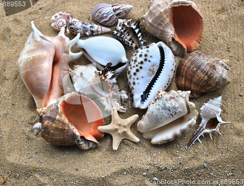 Image of shells