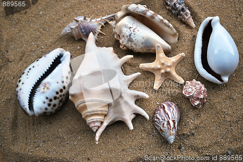 Image of shells