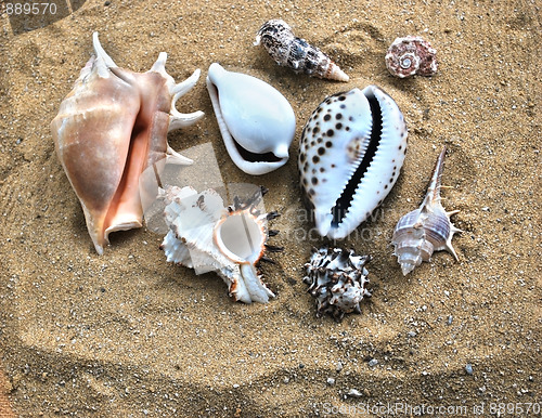 Image of shells