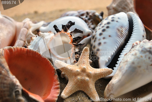 Image of shells