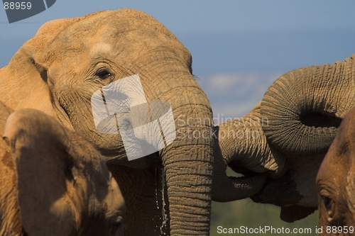 Image of Thirsty Elephant