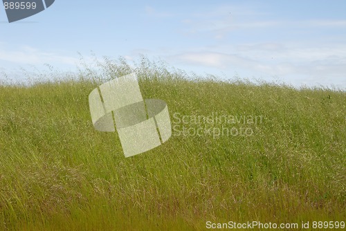 Image of Tall grass
