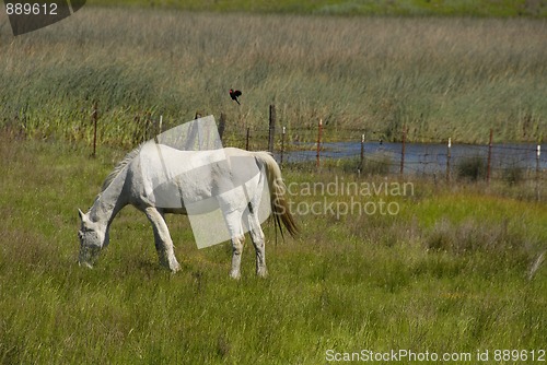 Image of White horse