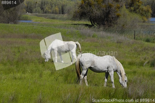 Image of White horses