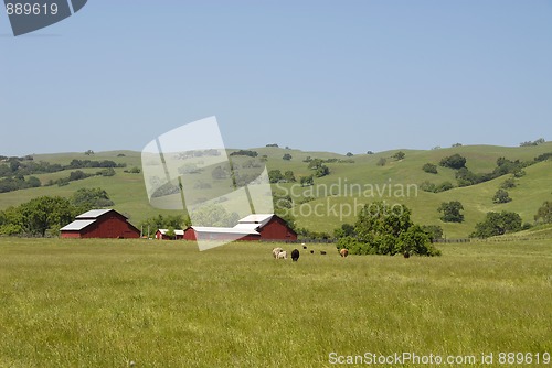 Image of Cows on a farm