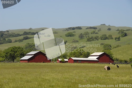 Image of Cows on a farm