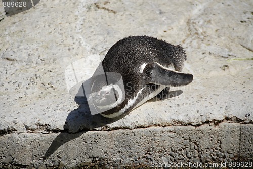 Image of Magellanic penguin