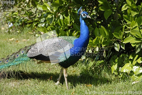 Image of Peacock