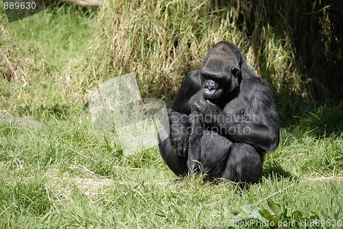 Image of Gorilla