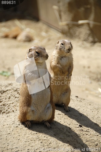 Image of Prairie dogs
