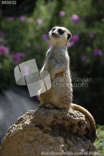 Image of Meerkat sentry