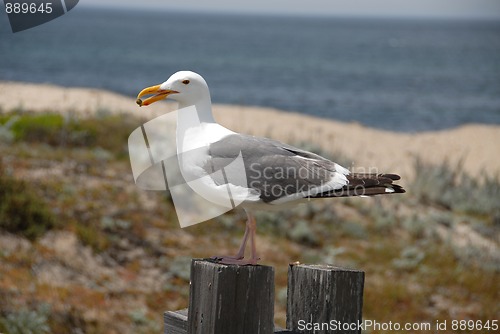 Image of Seagull