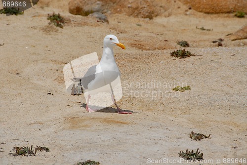 Image of Seagull