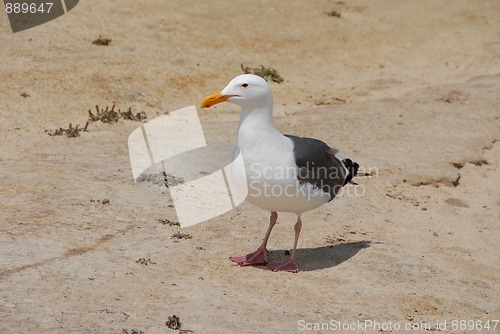 Image of Seagull