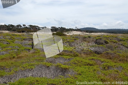 Image of Plants in dunes