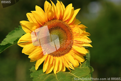 Image of sunflower