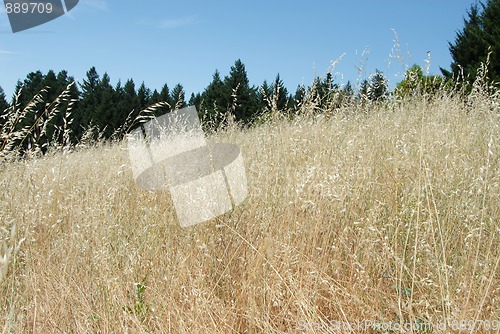 Image of Brown grasses