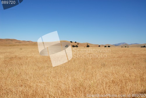 Image of Grassy field