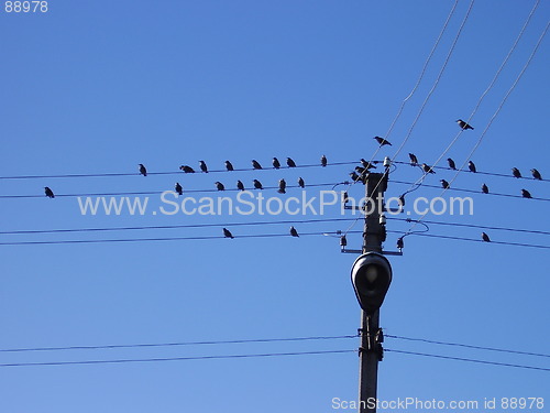 Image of birds