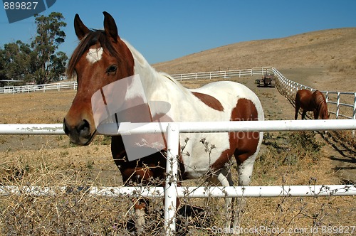 Image of Horse